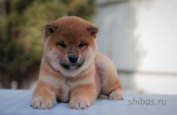 picture of dog