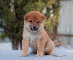 picture of dog