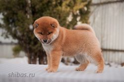 picture of dog