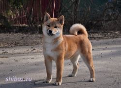 picture of dog