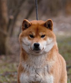picture of dog