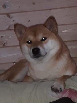 picture of dog
