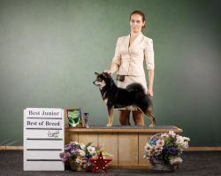 picture of dog