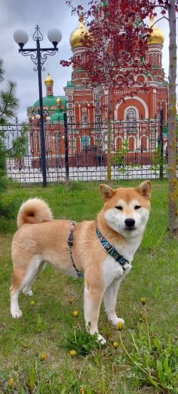 picture of dog