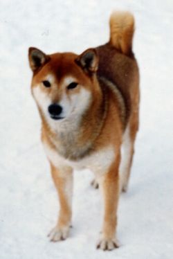 picture of dog