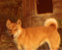 picture of dog