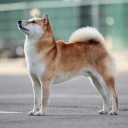 picture of dog