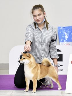 picture of dog