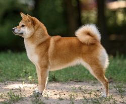 picture of dog