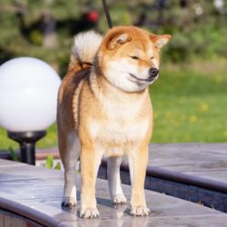 picture of dog