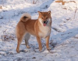 picture of dog