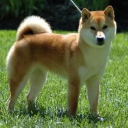 picture of dog