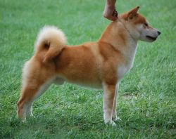 picture of dog