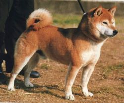 picture of dog