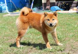 picture of dog