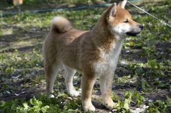 picture of dog