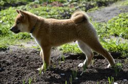 picture of dog