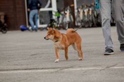 picture of dog
