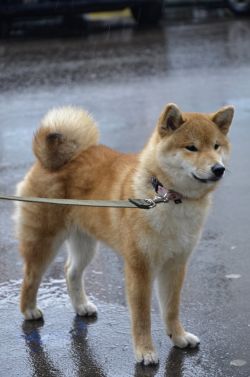 picture of dog
