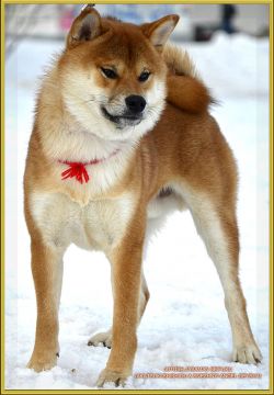 picture of dog