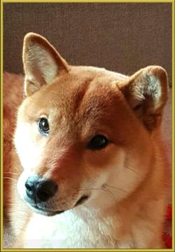 picture of dog