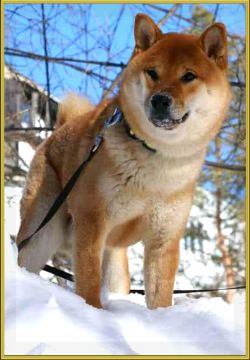 picture of dog