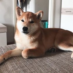 picture of dog
