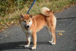 picture of dog