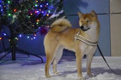 picture of dog