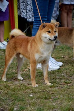 picture of dog