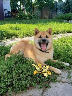 picture of dog