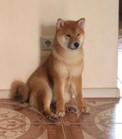 picture of dog
