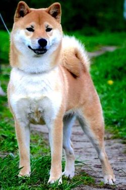 picture of dog
