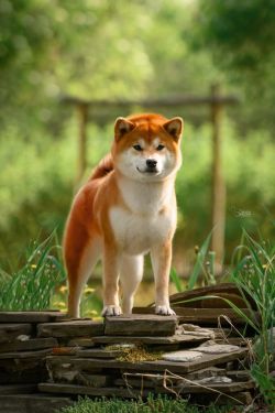 picture of dog