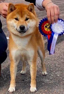picture of dog