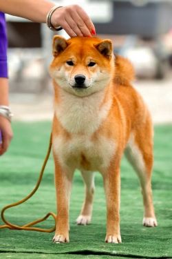 picture of dog