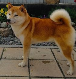 picture of dog