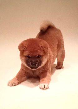 picture of dog