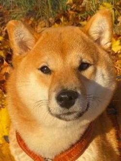 picture of dog