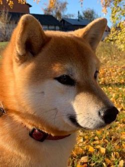 picture of dog