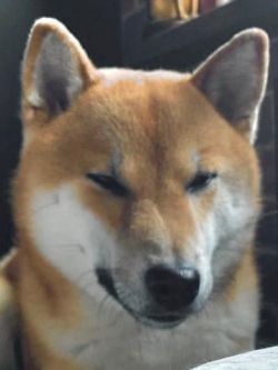 picture of dog