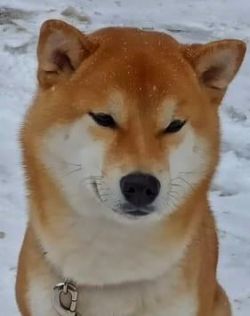 picture of dog