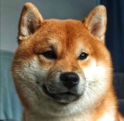 picture of dog