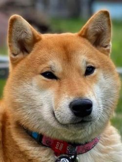 picture of dog