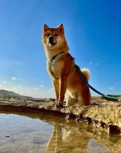 picture of dog