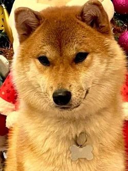 picture of dog