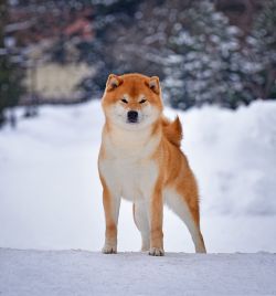 picture of dog