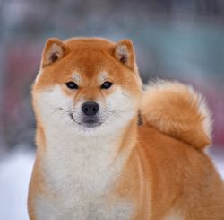 picture of dog