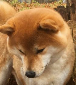 picture of dog