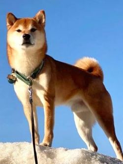 picture of dog